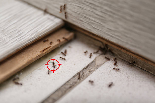 Flea Control Services in West Carson, CA